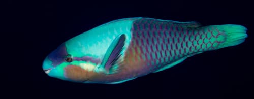 Yellow-barred Parrotfish