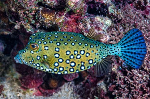Yellow Boxfish