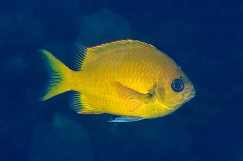 Yellow-brown Chromis