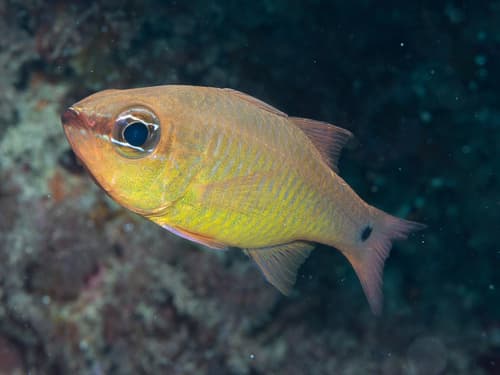 Yellow Cardinalfish