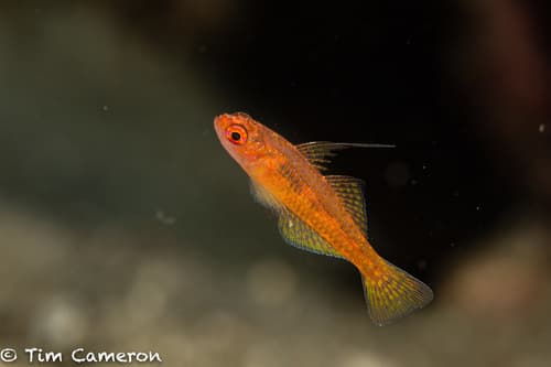 Yellow Cavegoby