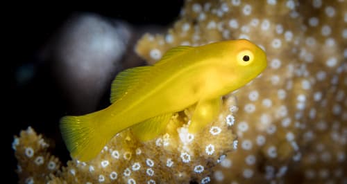 Yellow Coralgoby