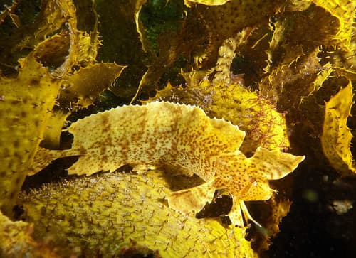 Yellow Crested Weedfish
