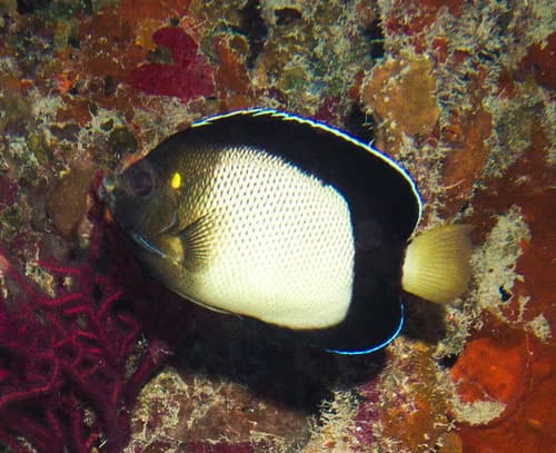 Yellow-ear Angelfish