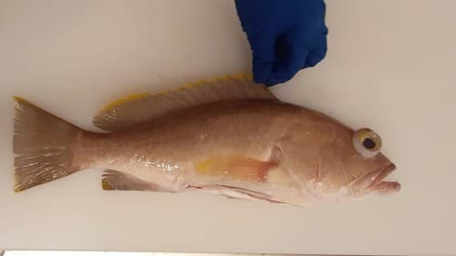Yellow-edge Grouper