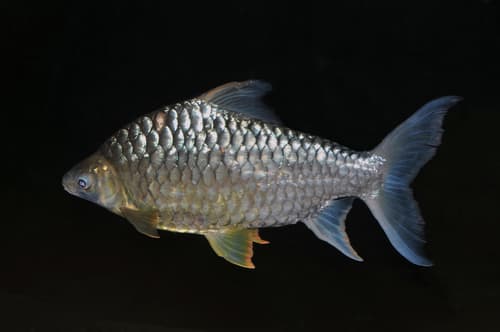 Yellow-eyed Silver Barb