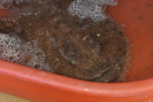 Yellow Goosefish
