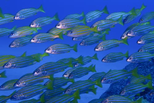 Yellow-lined Grunter