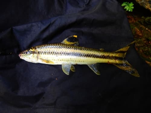 Yellow Rabbit Characin