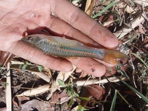 Yellow Rasbora