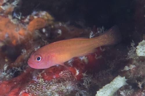 Yellow-red Pygmygoby