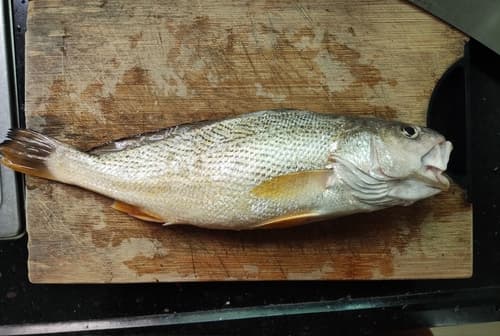 Yellow Sea Croaker