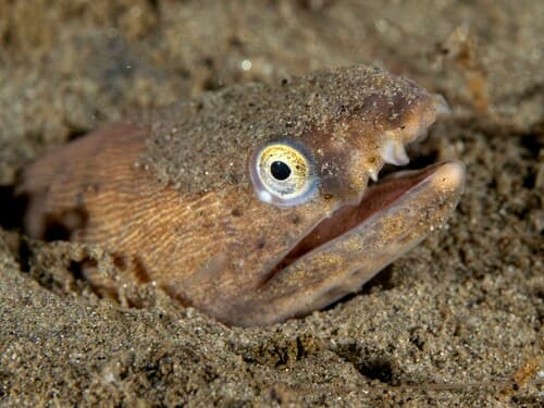 Yellow Snake Eel