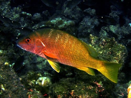 Yellow Snapper