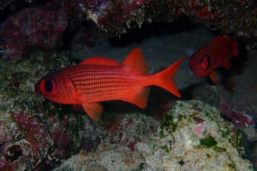 Yellow Soldierfish