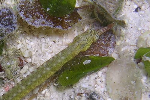 Yellow-spotted Pipefish
