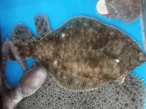 Yellow-striped Flounder
