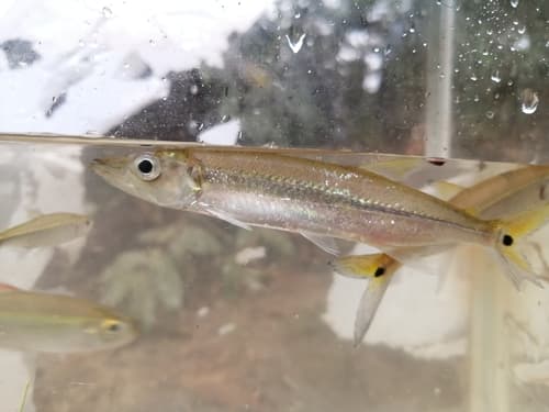 Yellow Tail Cachorro