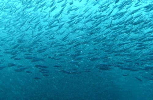 Yellow-tail Sardinella