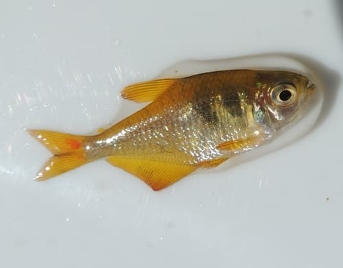 Yellow Tetra