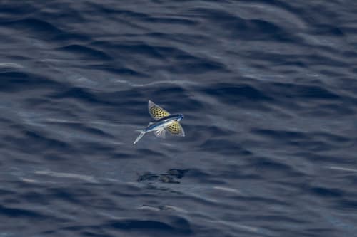 Yellow-wing Flyingfish