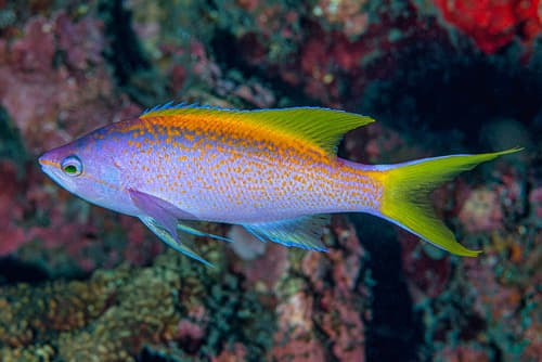 Yellowback Anthias