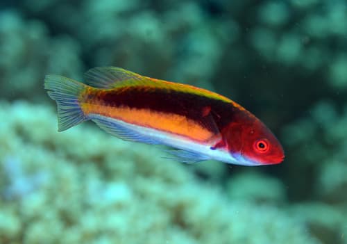 Yellowband Wrasse