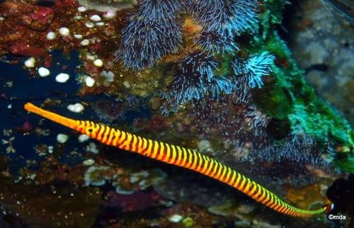 Yellowbanded Pipefish