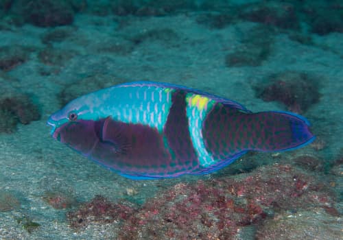 Yellowbar Parrotfish