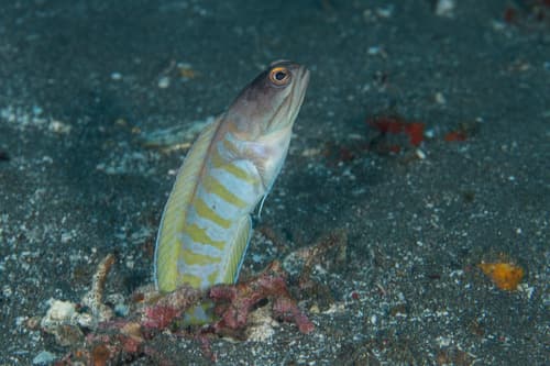 Yellowbarred Jawfish