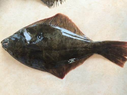 Yellowbelly Flounder