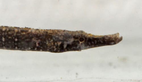 Yellowbelly Pipefish