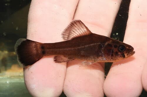 Yellowbelly Pirate Perch