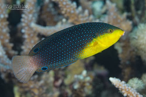 Yellowbreast Wrasse