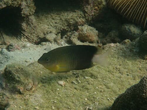 Yellowbreasted Damselfish