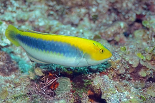 Yellowcheek Wrasse
