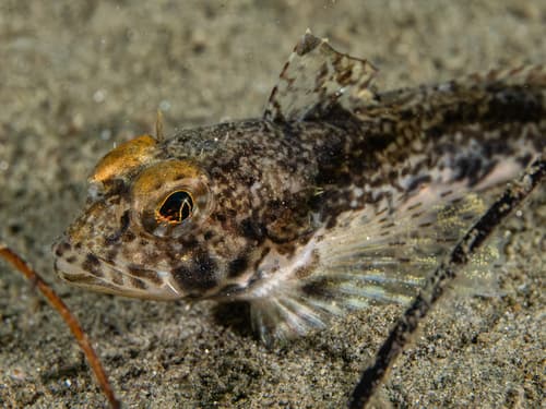 Yellowchin Sculpin
