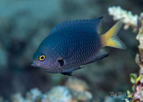 Yelloweye Damselfish