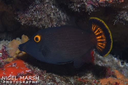 Yelloweye Leatherjacket