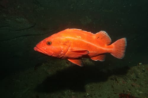 Yelloweye Rockfish