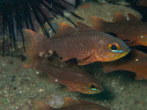 Yelloweyed Cardinalfish