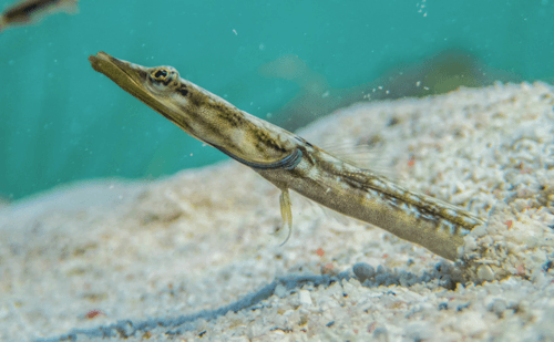 Yellowface Pikeblenny
