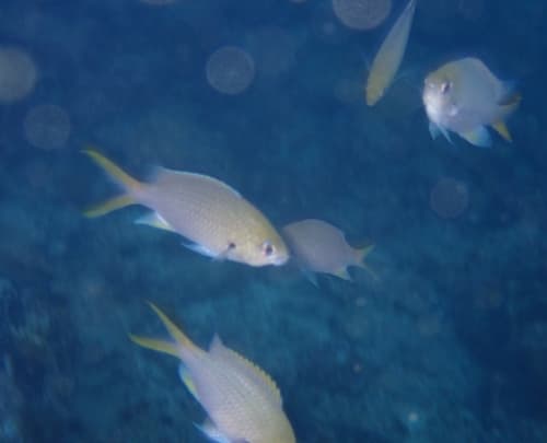 Yellowfin Chromis