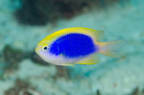 Yellowfin Demoiselle