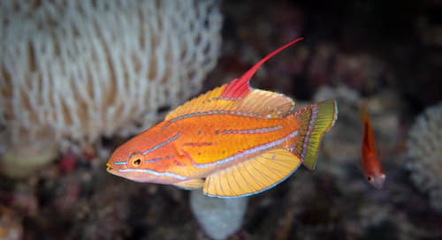 Yellowfin Flasher Wrasse