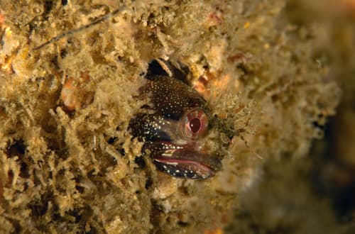 Yellowfin Fringehead