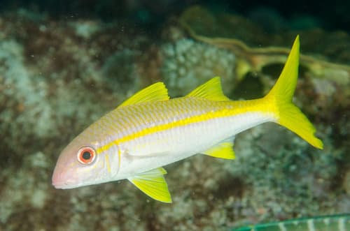Yellowfin Goatfish