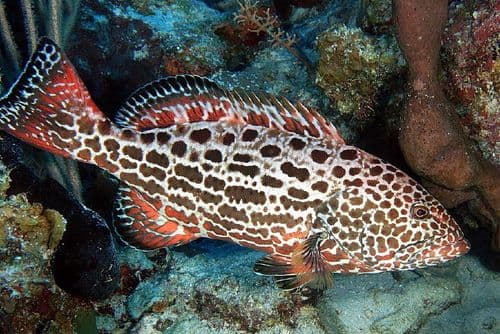 Yellowfin Grouper