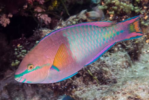 Yellowfin Parrotfish