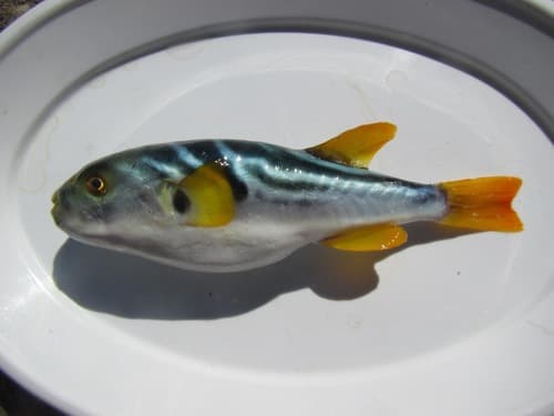 Yellowfin Puffer